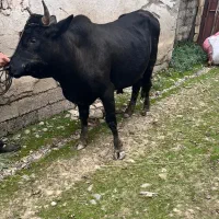 ورزای محلی جوان