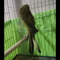 سهره|پرنده|مشهد, طبرسی شمالی|دیوار