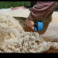 فروش پشم گوسفندی شسته و ریش ریش شده