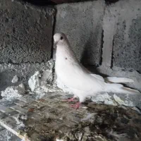 ‌کفتر پرشی