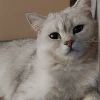 بریتیش سیلور اصیل|گربه|کرج, باغستان|دیوار