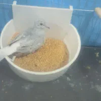 کبوتر قفسی|پرنده|بندر ماهشهر, |دیوار