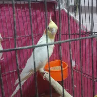 حمیدیه|پرنده|حمیدیه, |دیوار