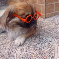 سگ اسپانیل تبتی|سگ|کرمان, |دیوار