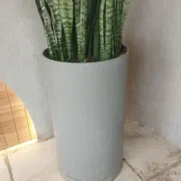 باریستا و ویتر