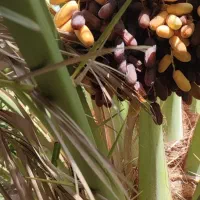 پیاروم صادراتی