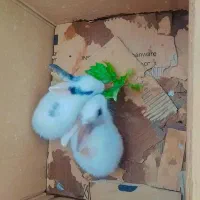 بچه خرگوش سی روزه|موش و خرگوش|پاکدشت, پاکدشت (مامازند)|دیوار