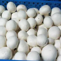 استاد کار در پرورش قارچ