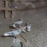 کبوتر نرو ماده