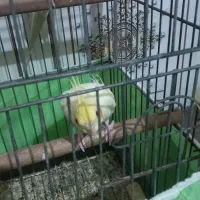 عروس هلندی|پرنده|کارون, |دیوار