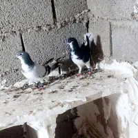 کبوترشهری|پرنده|بوشهر, |دیوار