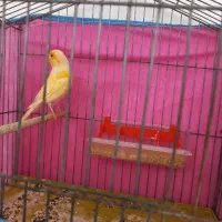 قناری ماده