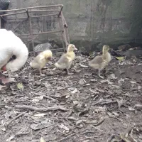 جوجه غاز