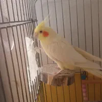 عروس هلندی دستی|پرنده|ری, جوانمرد قصاب|دیوار