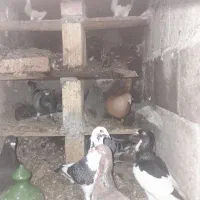 کبوتر همه رقم|پرنده|ترکمانچای, |دیوار