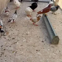 غریب گیری بلندی