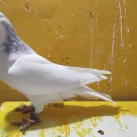 کفتر خال .ابلغ