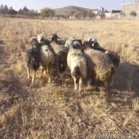 میش داشتی|حیوانات مزرعه|شیراز, اکبر آباد|دیوار