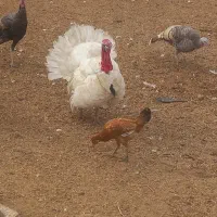 تخم بوقلمون به شرط نطفه|حیوانات مزرعه|دزفول, |دیوار