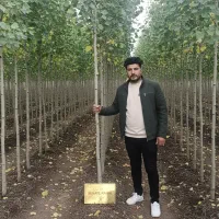 فروش صنوبر سقز، مقاوم‌ترین نهال برای اقلیم سرد