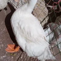 یک جفت اردک