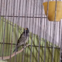 گلبسر جوجه قفس ۳ساله|پرنده|تهران, مشیریه|دیوار