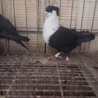 کبوتر ریش سیاه