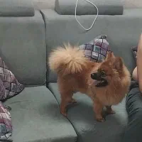 فروش سگ پامر|سگ|سمنان, |دیوار