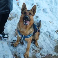 ژرمن ورک خالص جهت جفت