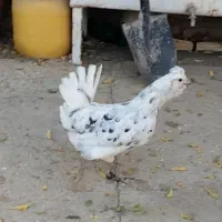 سه عدد مرغ طوسی گلین چهلتاج ریش کاکل|حیوانات مزرعه|تهران, جوادیه|دیوار