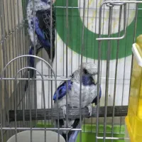 خورشیدی.شاه طوطی.رزیلا|پرنده|سراوان, |دیوار