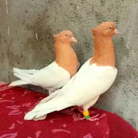 کبوتر کله زرد