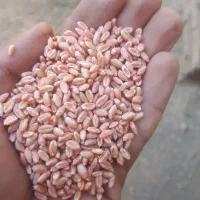 گندم پیشگام