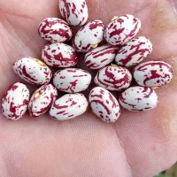 لوبیا چیتی درجه‌ یک