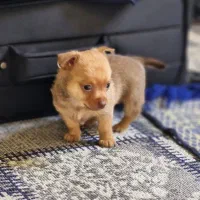 توله شیواوا  وارداتی|سگ|صدرا-فارس, فاز ۱|دیوار