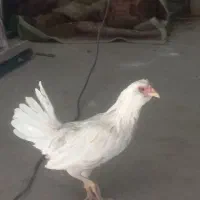 فروش تک خروس گلین کاکل ریش فول چهل تاج|حیوانات مزرعه|آباده, |دیوار