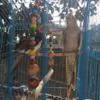 یه جفت عروس هلندی بالغ و سالم|پرنده|ماسال, |دیوار