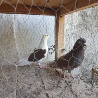 کفتر کاشون