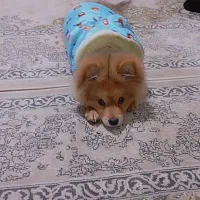 پامر خرسی|سگ|مشهد, شهید قربانی|دیوار