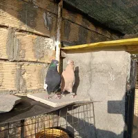 دو جفت سینه ای مشکی و زرد درجه یک|پرنده|زیباشهر, |دیوار