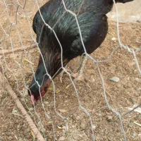 یک عدد مرغ لاری|حیوانات مزرعه|پائین جام, |دیوار