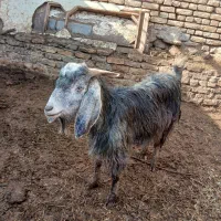 بز همراه بزغاله