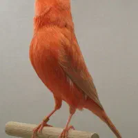 قناری|پرنده|رامهرمز, |دیوار