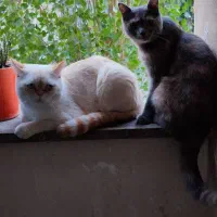 گربه
