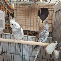 عروس هلندی ایزابلا