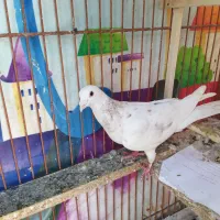 سوسکی،زرد،سینه|پرنده|مشهد, سرافرازان|دیوار