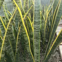 سانسوریا|گل و گیاه طبیعی|گنبد کاووس, |دیوار