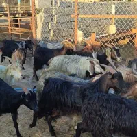 بز داشتی|حیوانات مزرعه|بهبهان, |دیوار