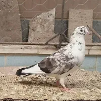 کبوتر پرشی|پرنده|قم, باجک سه|دیوار