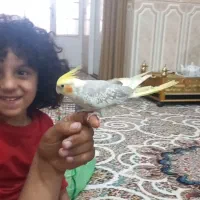 عروس هلندی نر